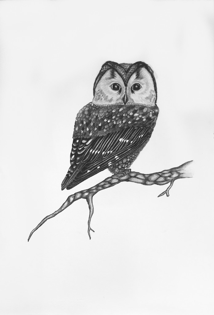 pärluggla